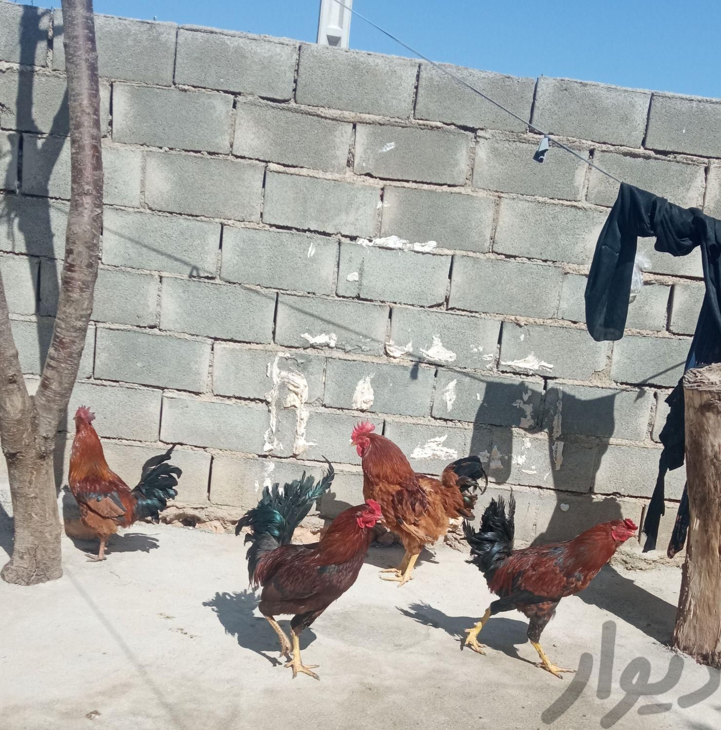 خروس|حیوانات مزرعه|نورآباد, |دیوار