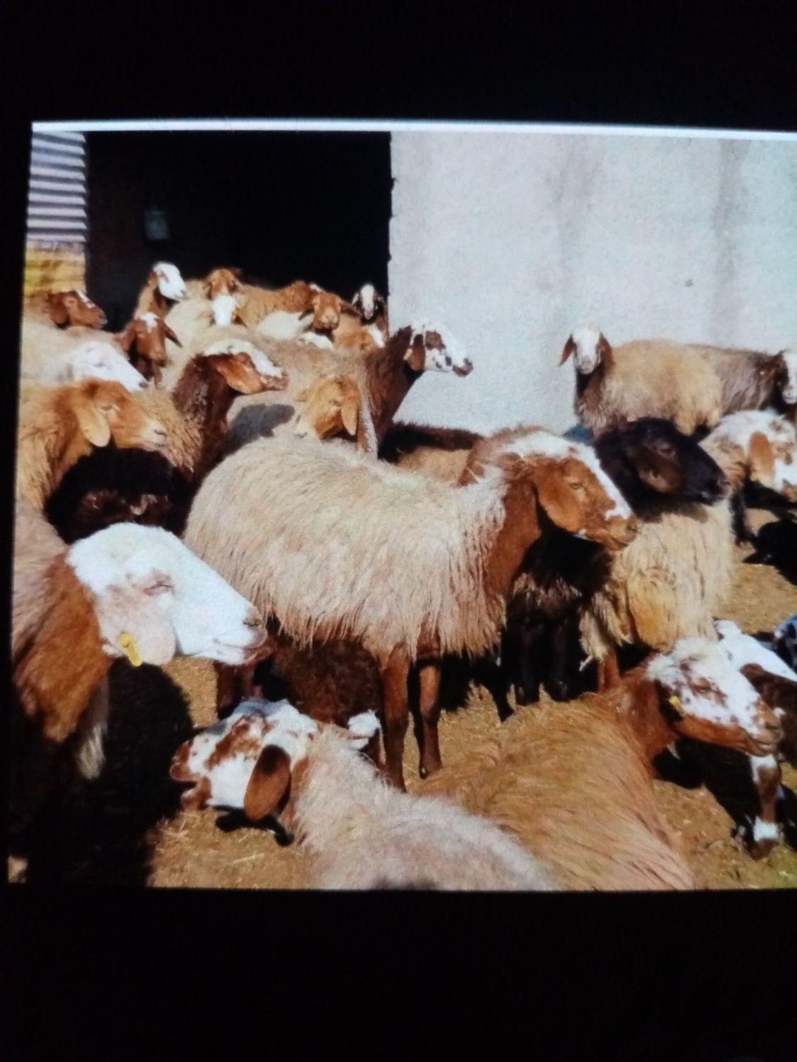 گوسفند نر و ماده بره با|حیوانات مزرعه|مشهد, کشاورز|دیوار