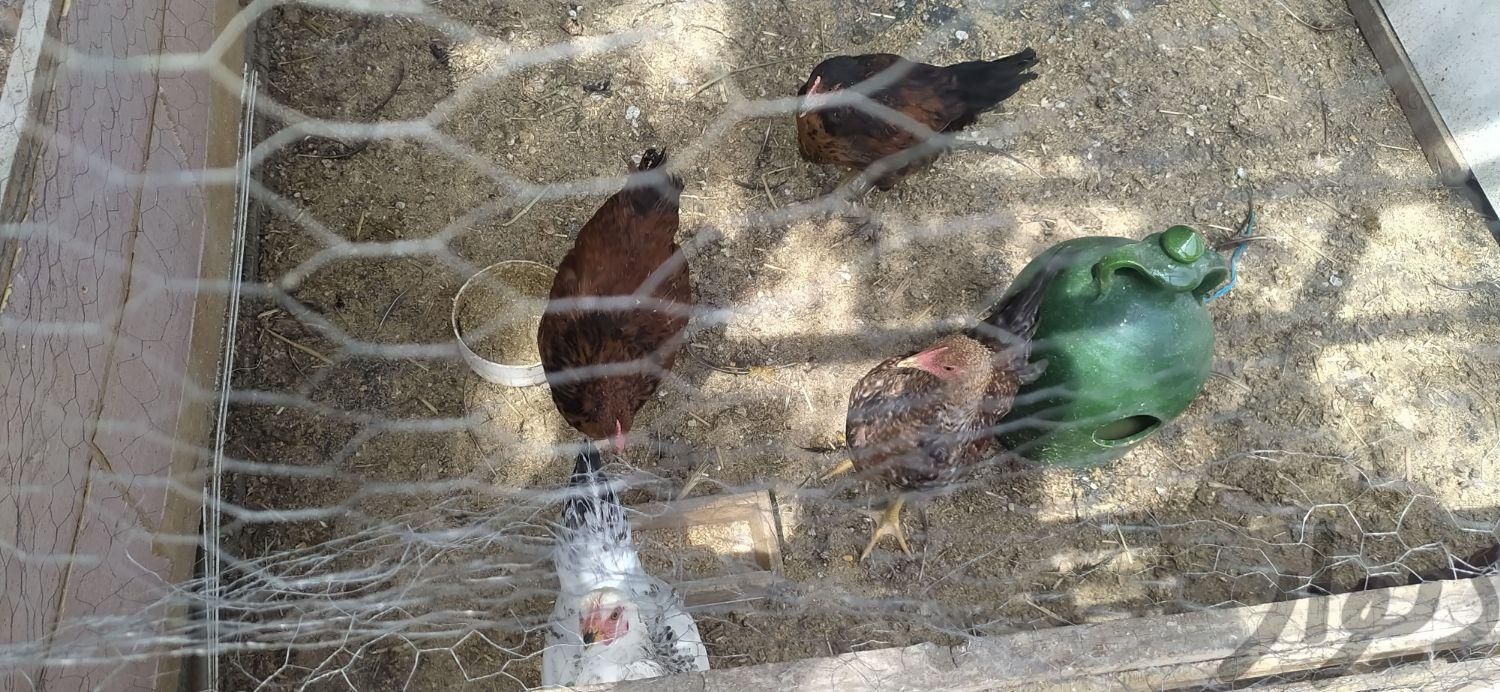 مرغ و خروس دم تخم گلپایپانی|حیوانات مزرعه|ابریشم, |دیوار