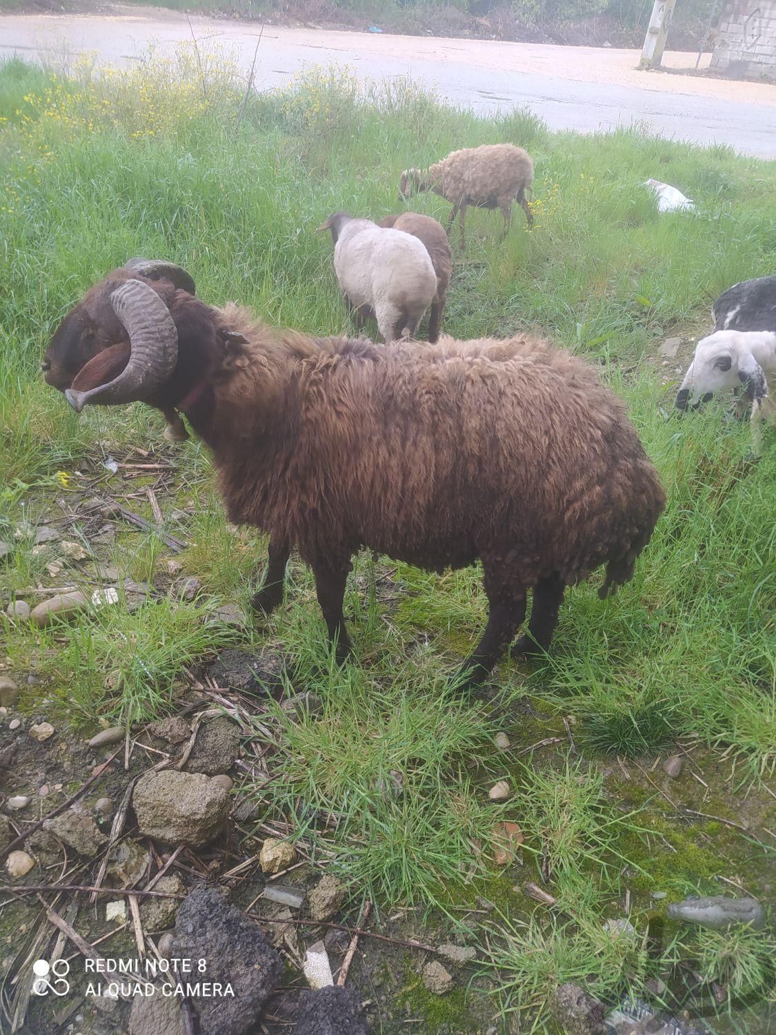 گوسفند نر تخمی افشار ازسورک|حیوانات مزرعه|سورک, |دیوار
