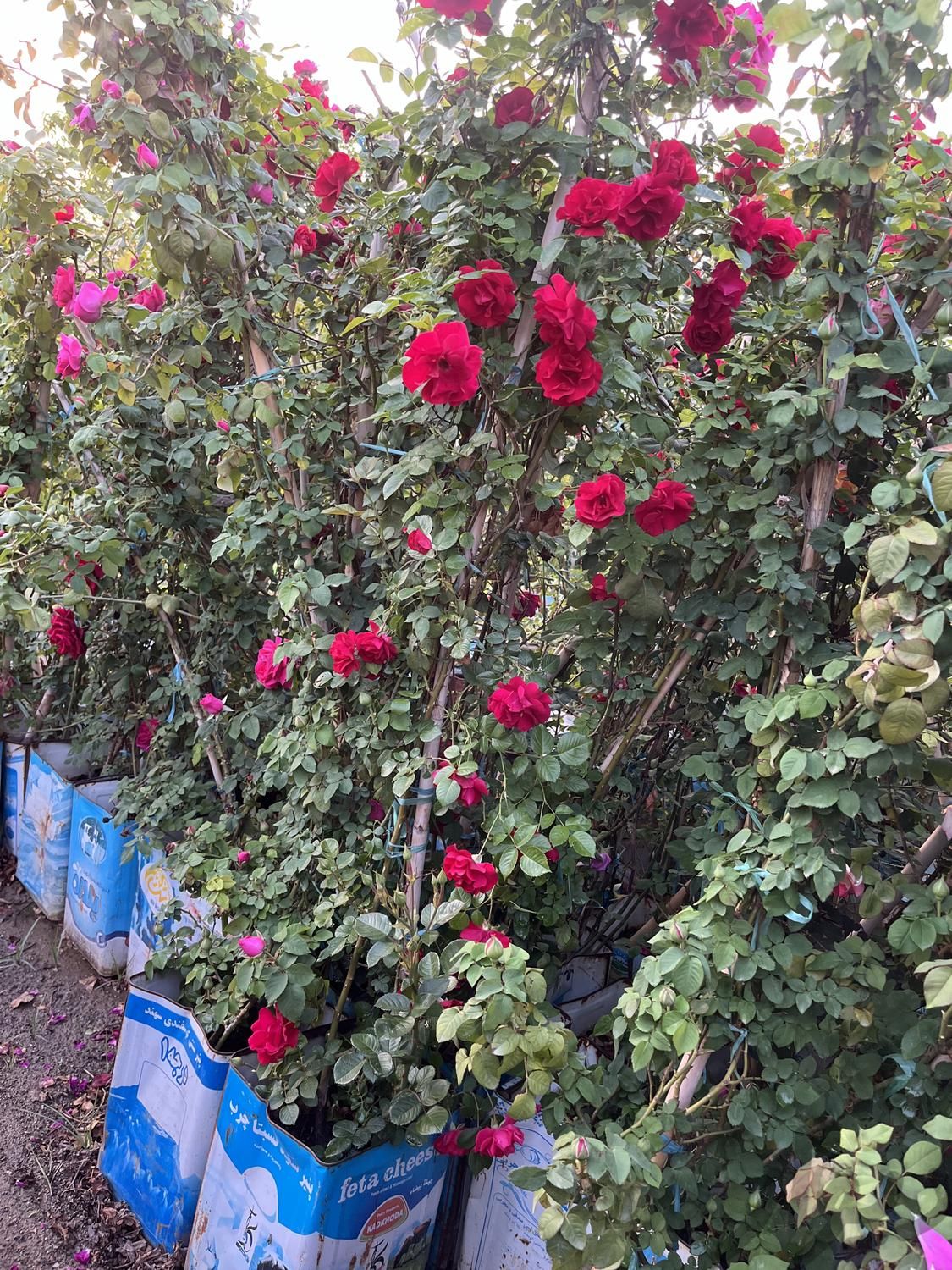 گل های باغچه ای|گل و گیاه طبیعی|تهران, افسریه|دیوار