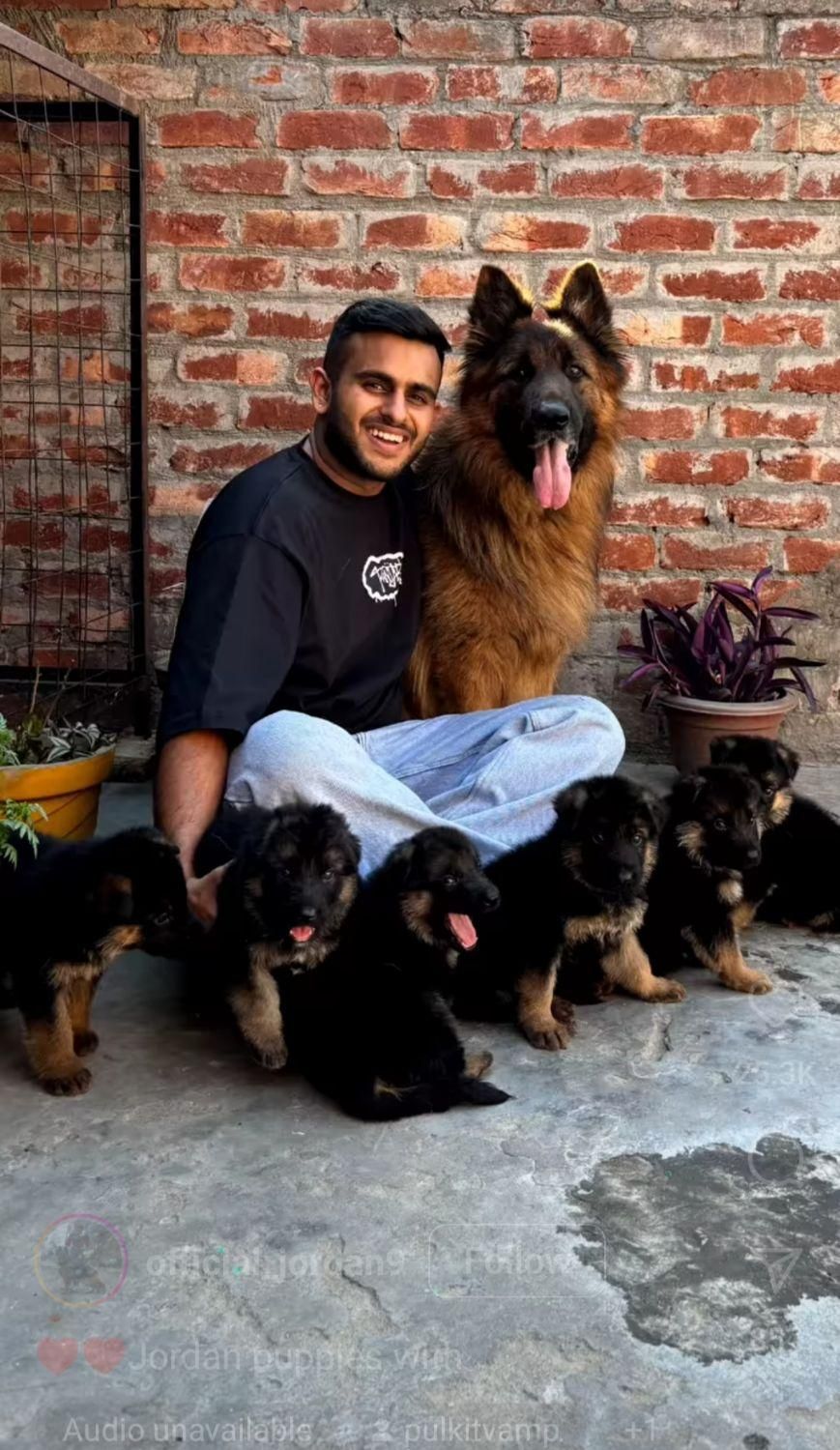 سگ German shepherd،ژرمن شپرد،سگ جواهر،رفیق خانواده|سگ|تهران, مرزداران|دیوار