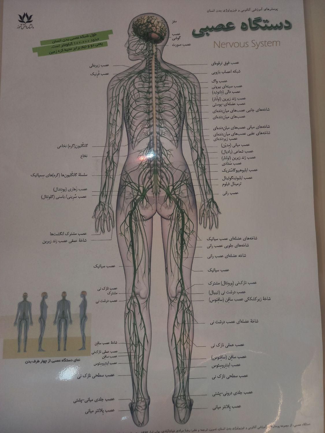 رگ گیری سیاتیک رفع اسپاسم عضلانی حجامت|آرایشی، بهداشتی، درمانی|تهران, ونک|دیوار