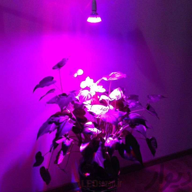 لامپ رشد گیاه فول اسپکتروم LED|گل و گیاه طبیعی|مشهد, مطهری جنوبی|دیوار