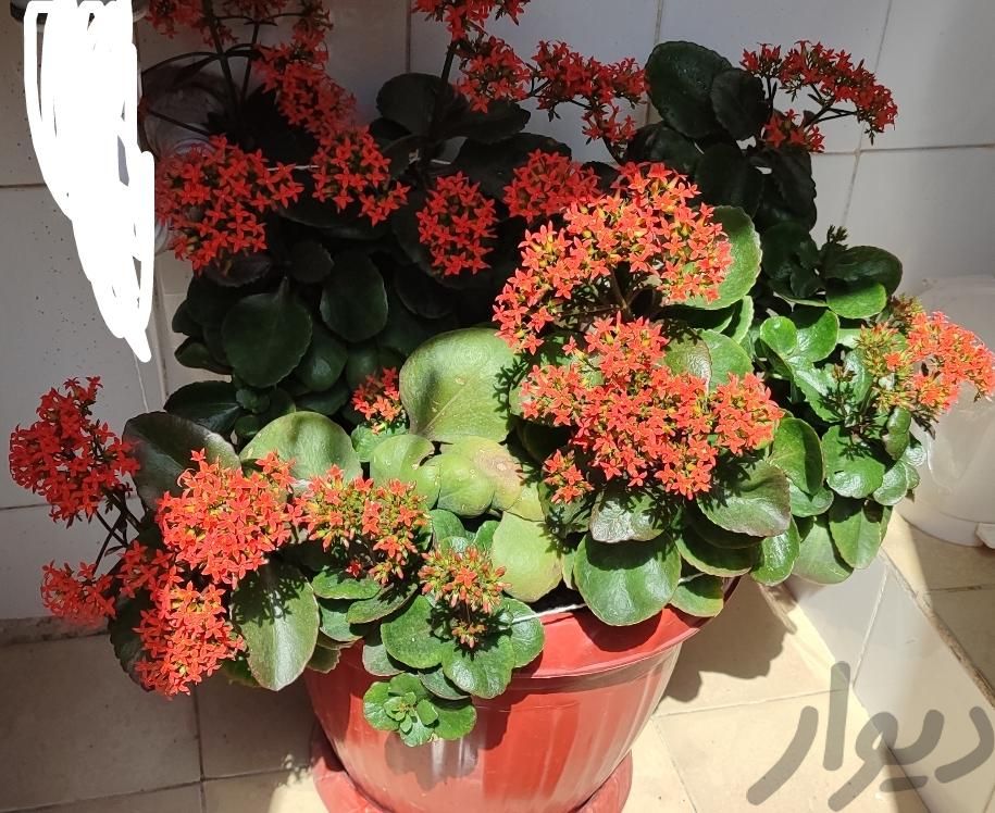 گل قاشقی پرگل|گل و گیاه طبیعی|مشهد, مهرآباد|دیوار