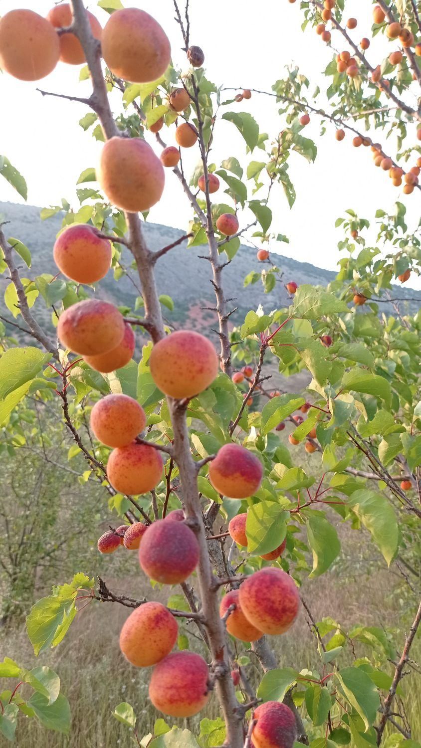 باغ سیب گلابی و به در ییلاق بهشهر|فروش زمین و ملک کلنگی|بهشهر, |دیوار