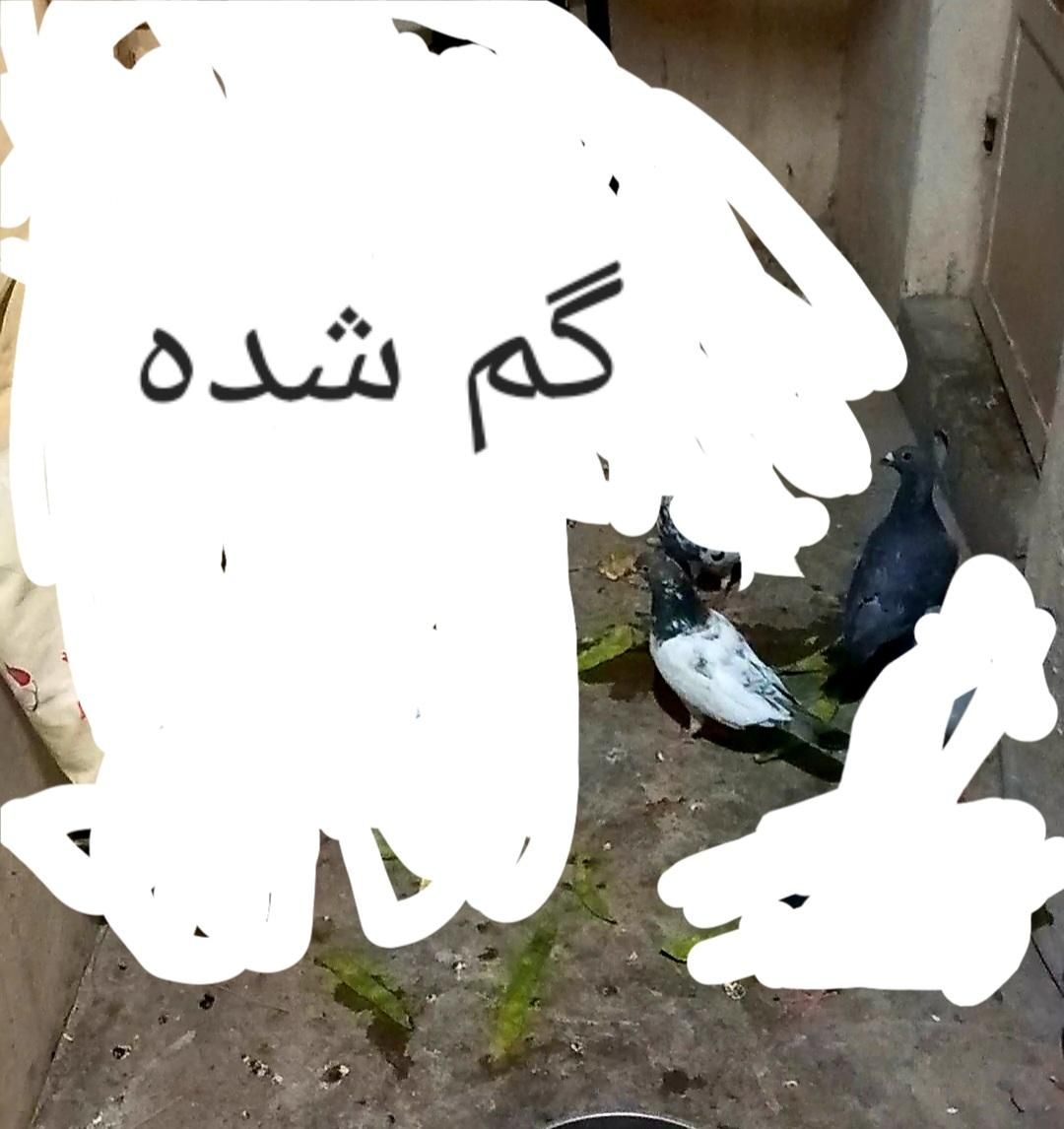 گم شده کبوتر پرنده|حیوانات|مسجد سلیمان, |دیوار
