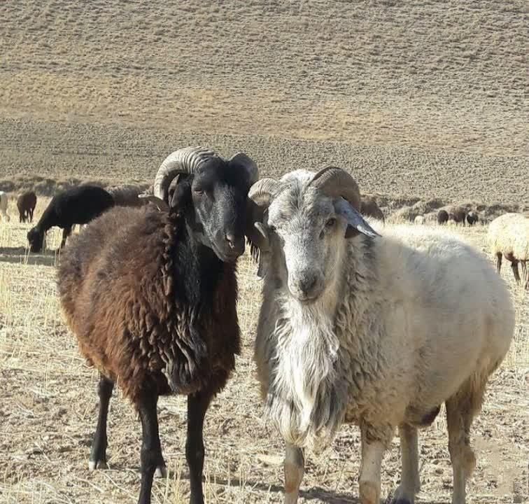 بره زود پز گوسفند نر|حیوانات مزرعه|قم, پردیسان|دیوار