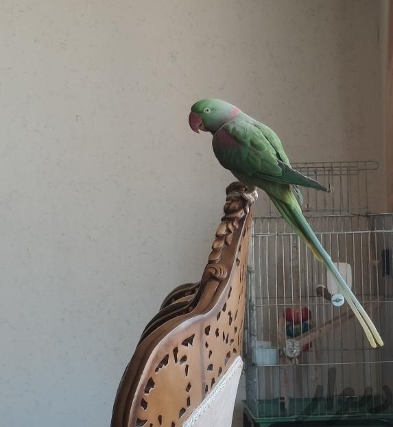 فروش یک جفت  شاه طوطی زیبا و سخنگو|پرنده|سنندج, |دیوار