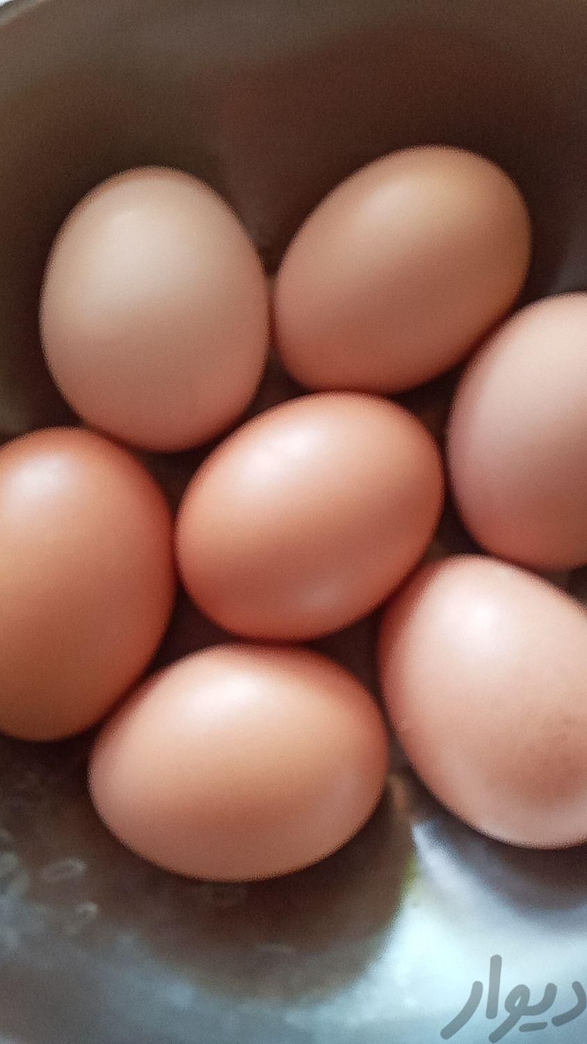 تخم مرغ محلی تازه.کاملا ارگانیک|خوردنی و آشامیدنی|امیرکلا, |دیوار