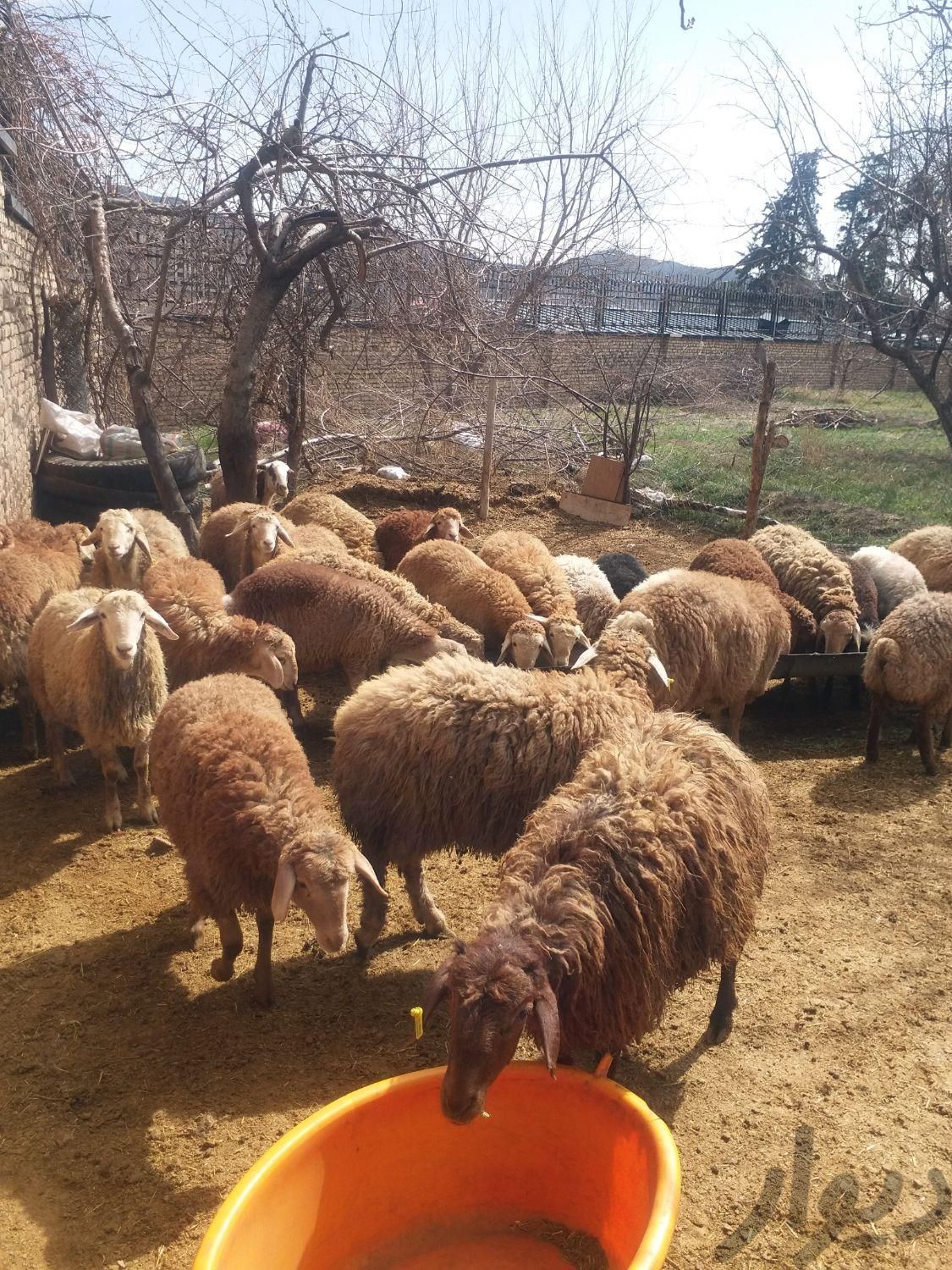گوسفند زنده جهت قربانی|حیوانات مزرعه|کرج, گوهردشت|دیوار
