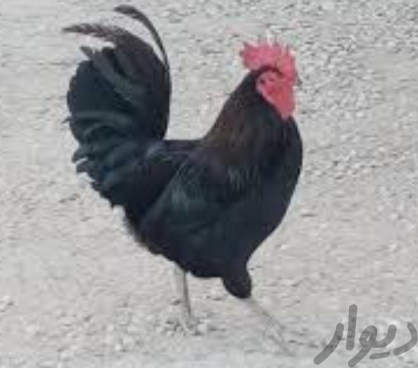 مرغ و خروس مشکی سفید (مشکی یکدست) ذبح قربانی|حیوانات مزرعه|مشهد, صیاد شیرازی|دیوار