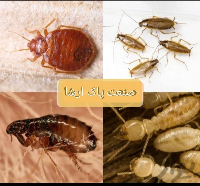شرکت سمپاشی ضدعفونی سم پاشی سوسک موریانه زدایی|خدمات نظافت|بهبهان, |دیوار