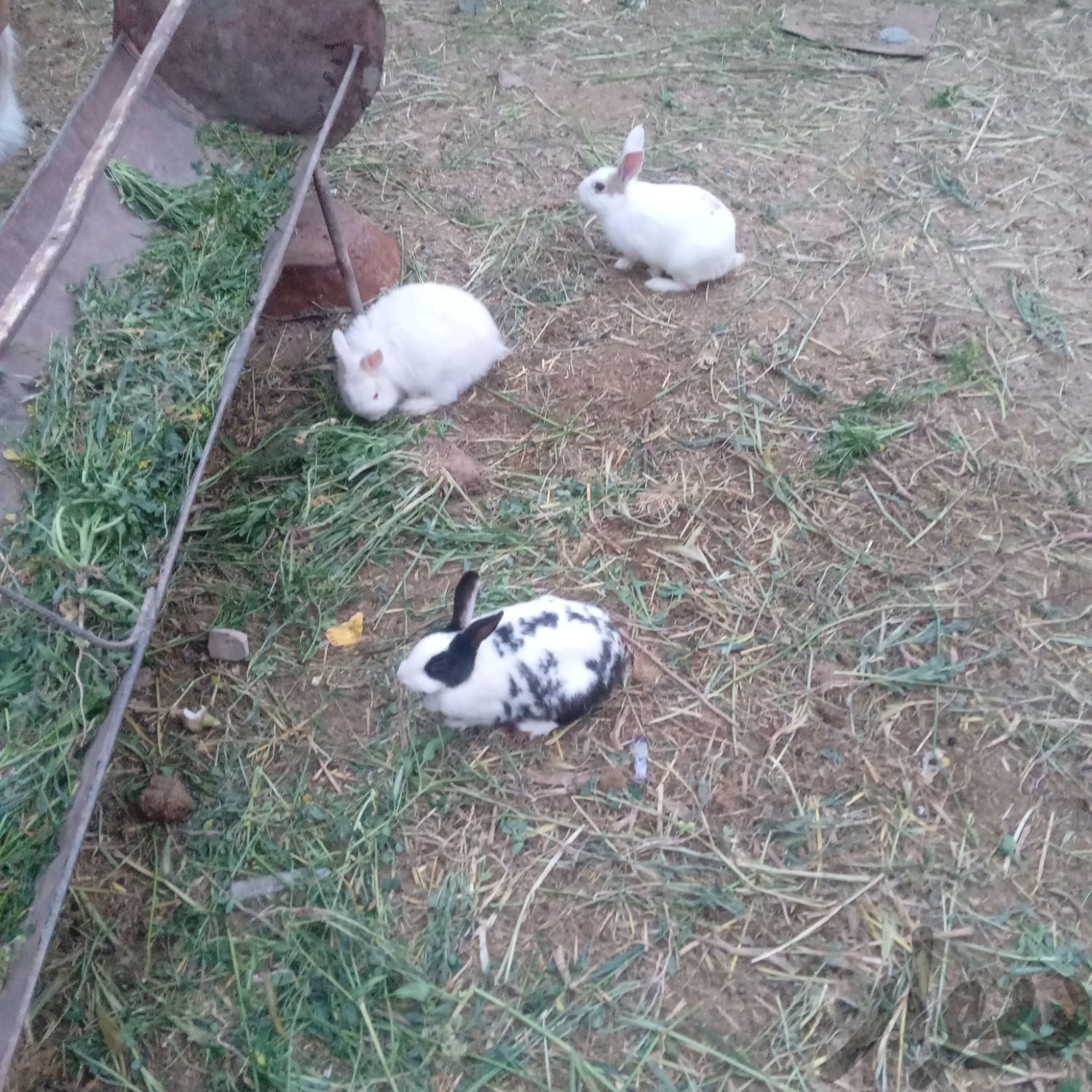 ۴ عدد خرگوش|موش و خرگوش|نیشابور, |دیوار