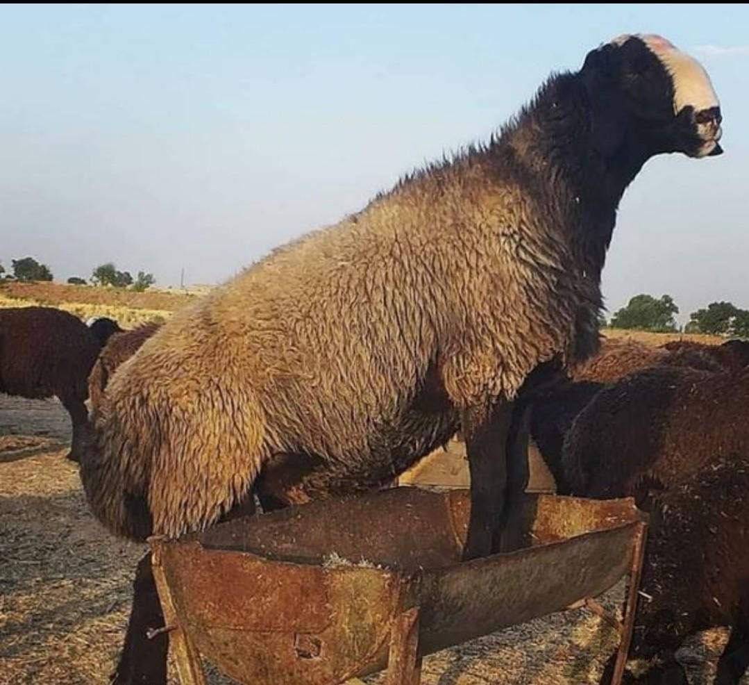 بره جوان گوسفند زنده کل مناطق **شبانروزی|حیوانات مزرعه|تهران, قلهک|دیوار