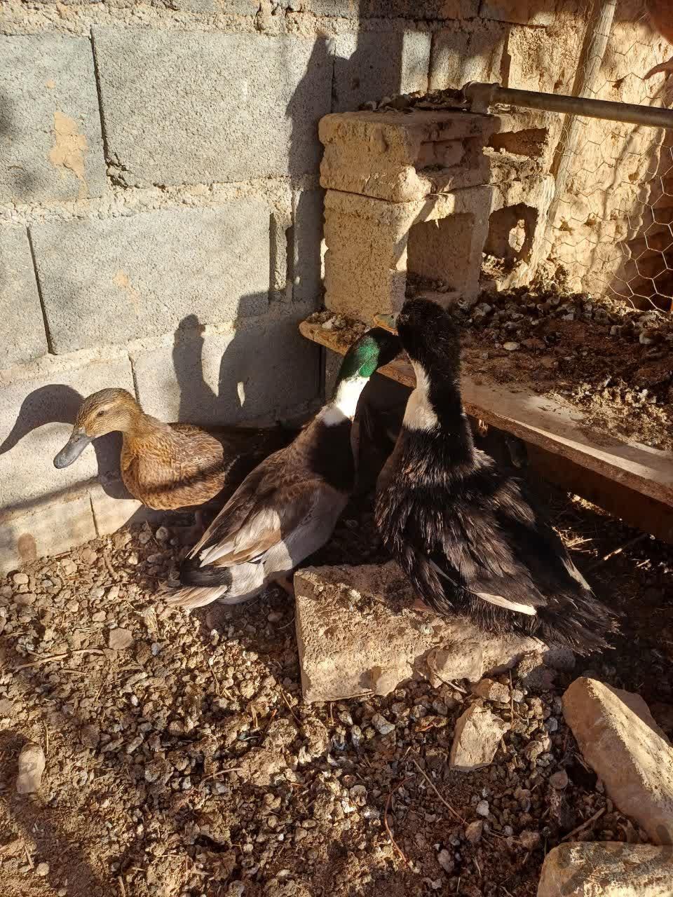 اردک محلی تخمگذار|حیوانات مزرعه|شاهرود, |دیوار