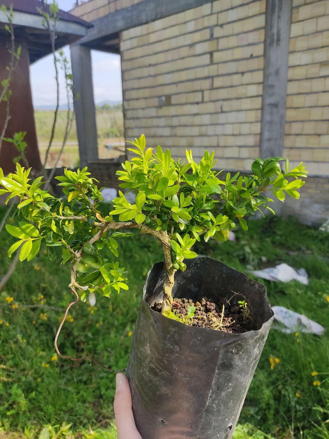 گلدان بونسای ۳ ساله درخت کیش|گل و گیاه طبیعی|تهران, قیطریه|دیوار
