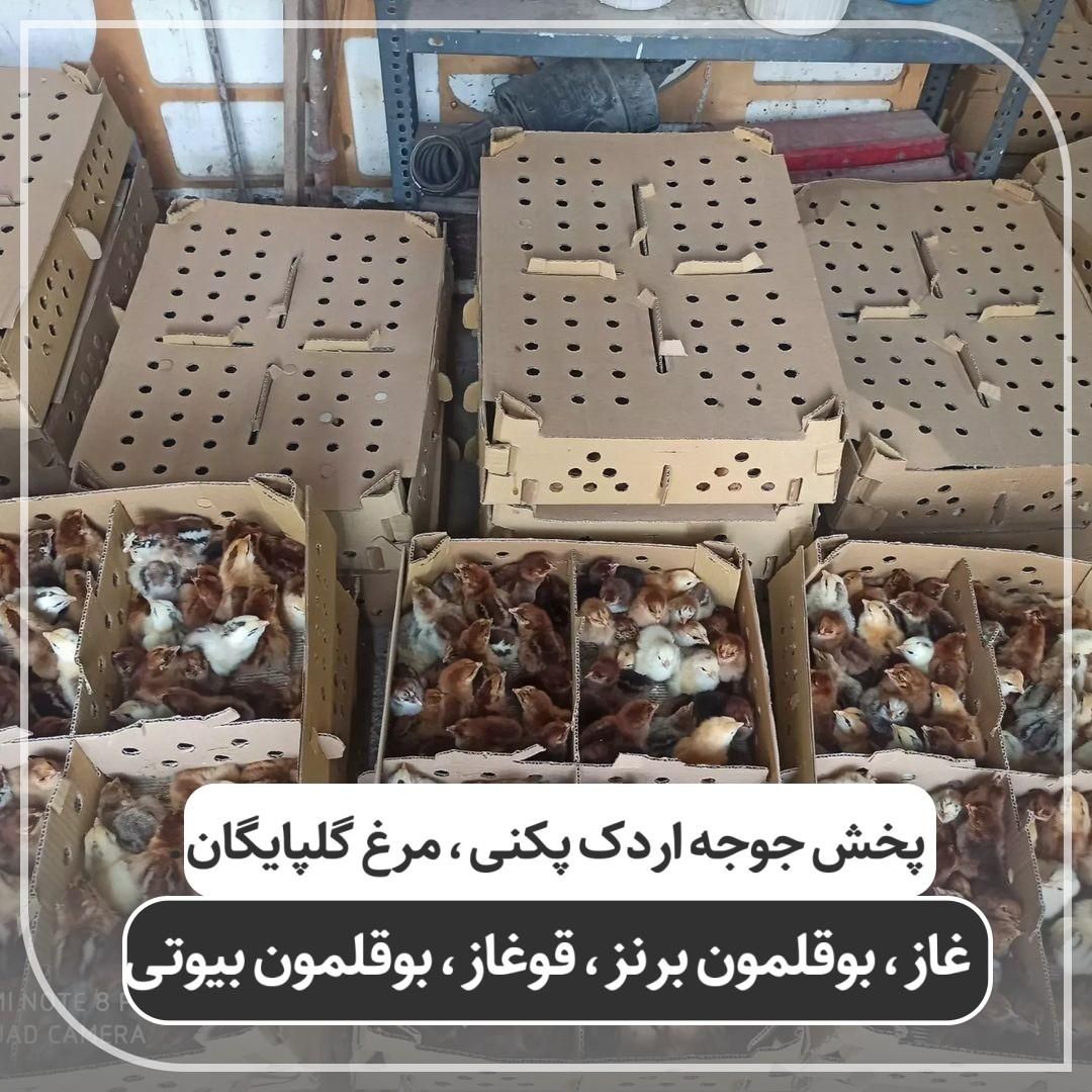 نماینده ورامین در گیلان جوجه گلپایگان،اردک پکنی|حیوانات مزرعه|رشت, گلباغ نماز|دیوار
