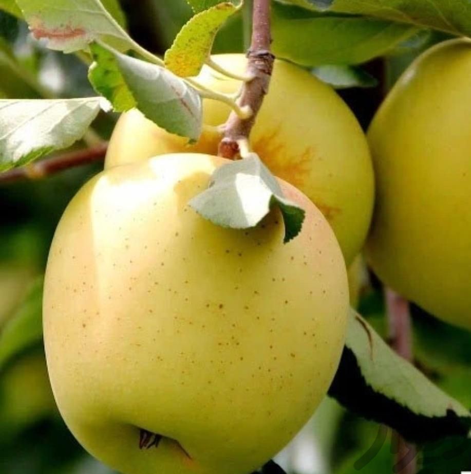 نهال سیب مراغه فقط 70تومن|خدمات باغبانی و درختکاری|اردبیل, |دیوار