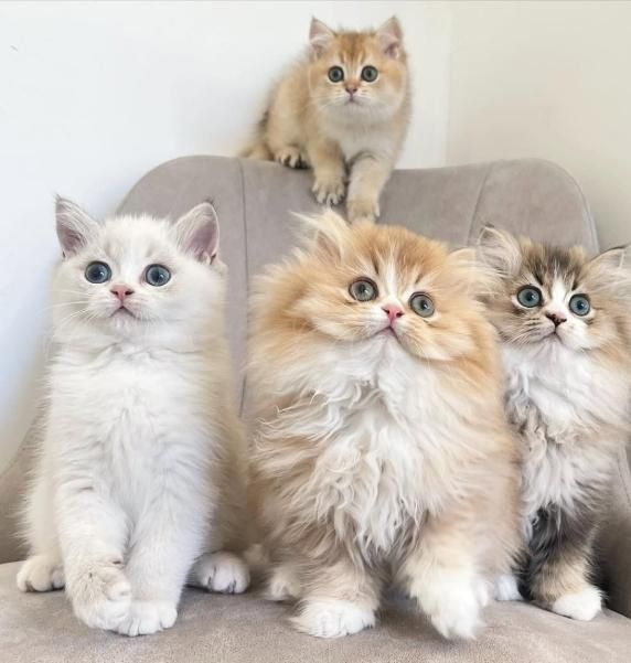 مجموعه گربه های اشرافی ( ایران کتز iran cats)|گربه|رشت, گلباغ نماز|دیوار
