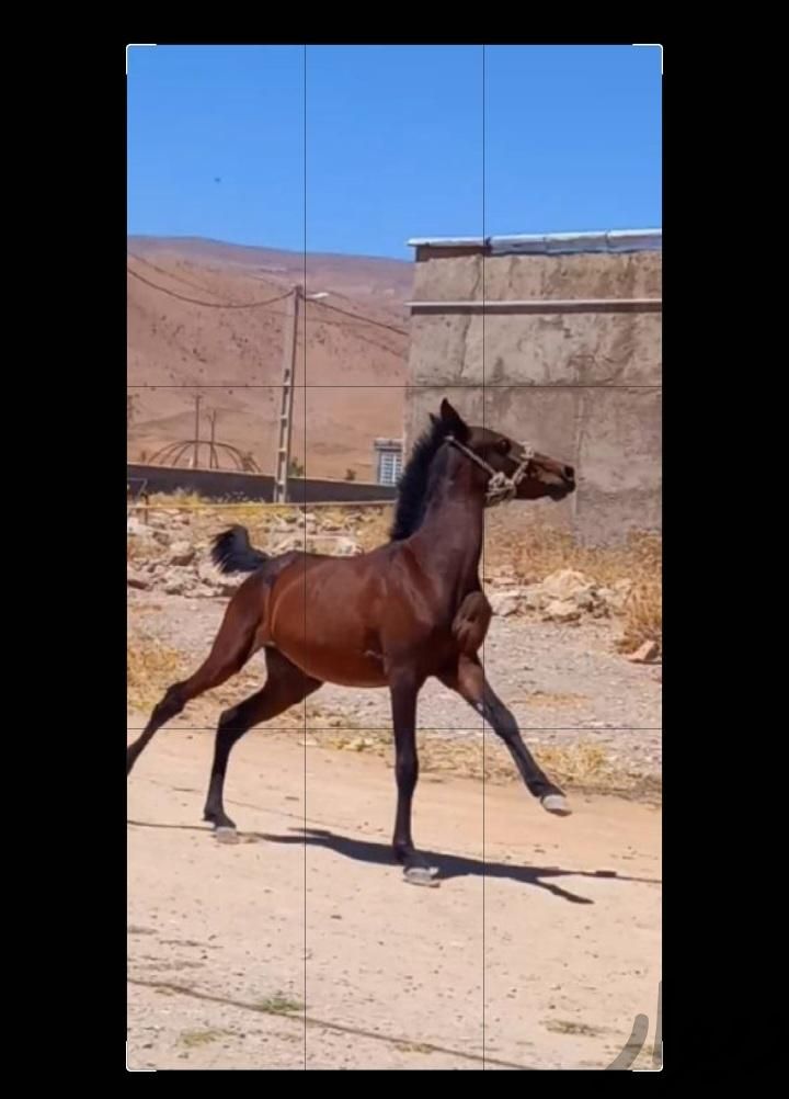 اسب|اسب و تجهیزات اسب سواری|اقلید, |دیوار
