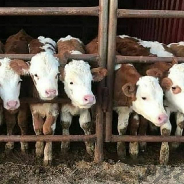 فروش گوساله اصیل پرواری|حیوانات مزرعه|تهران, اباذر|دیوار