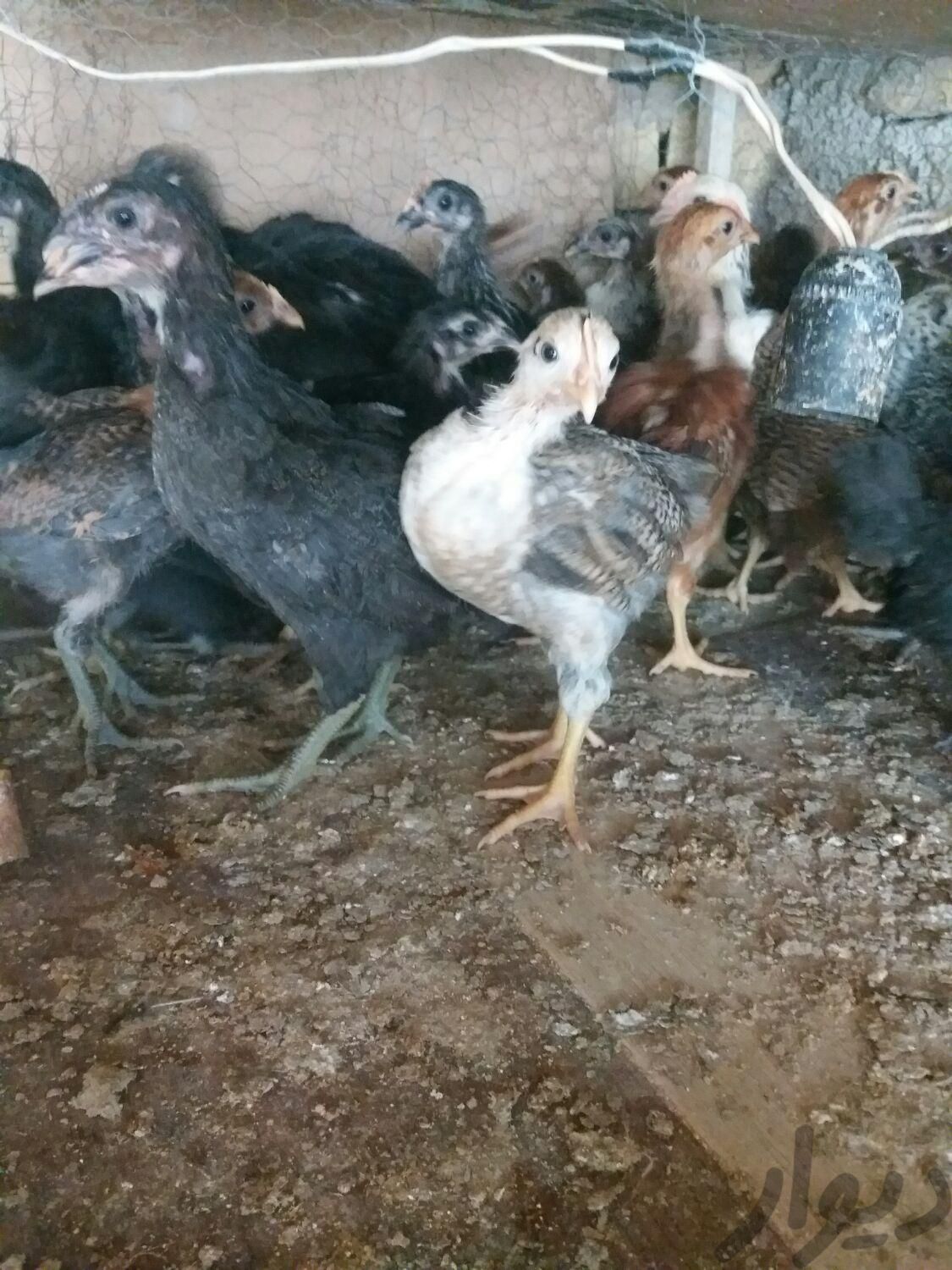 جوجه مرغ وخروس|حیوانات مزرعه|نی‌ریز, |دیوار