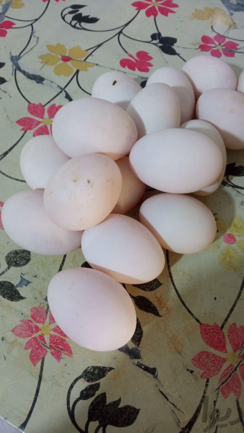 تخم اوردک نطفه دار|حیوانات مزرعه|نورآباد, |دیوار
