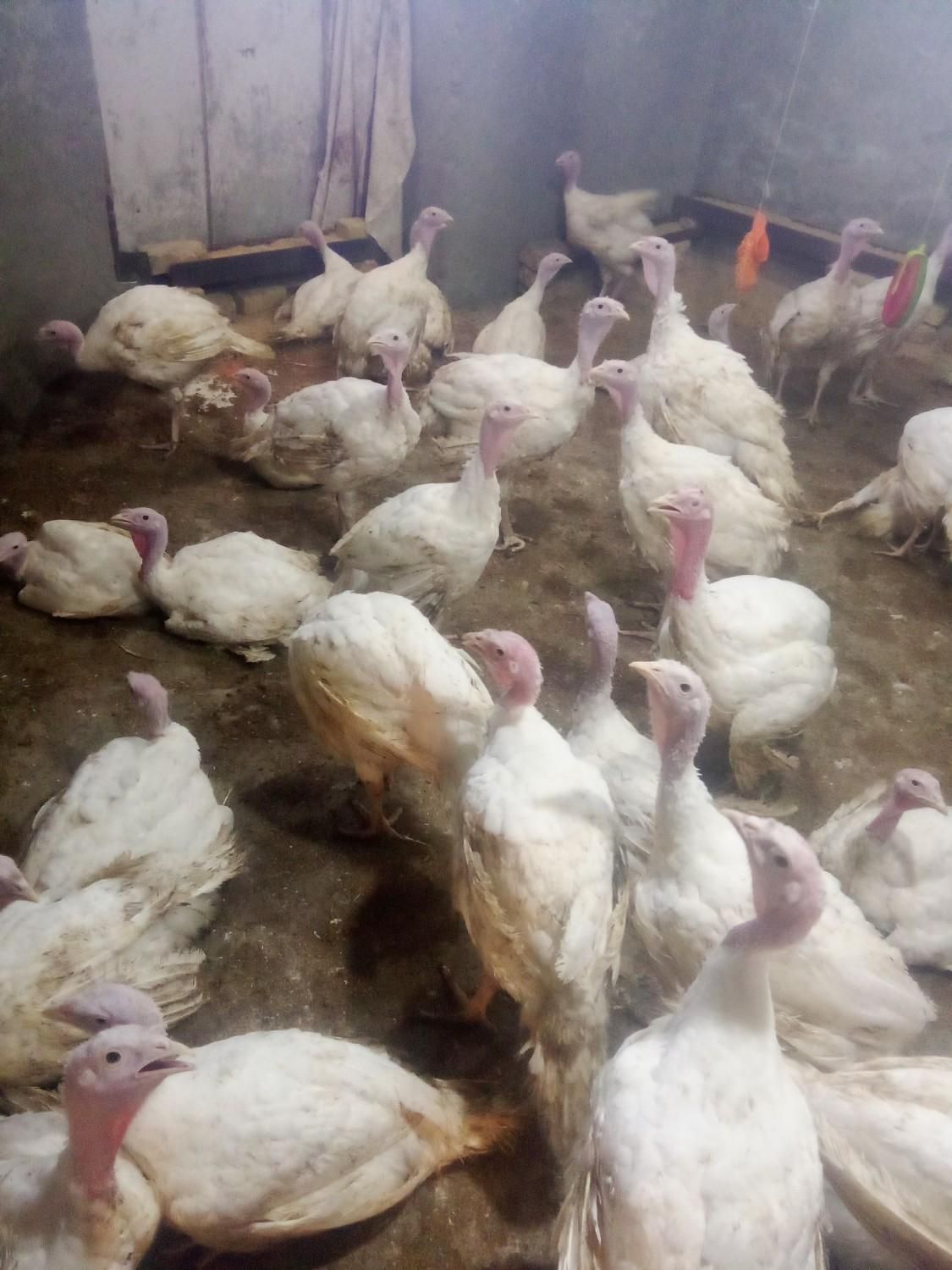 بوقلمون گوشتی|حیوانات مزرعه|تربت‌حیدریه, کاشانی|دیوار