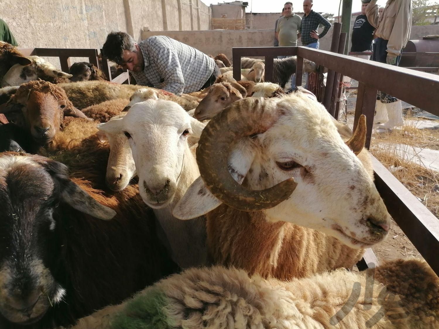 گوسفند زنده ارگانیک|حیوانات مزرعه|تهران, ده‌ونک|دیوار