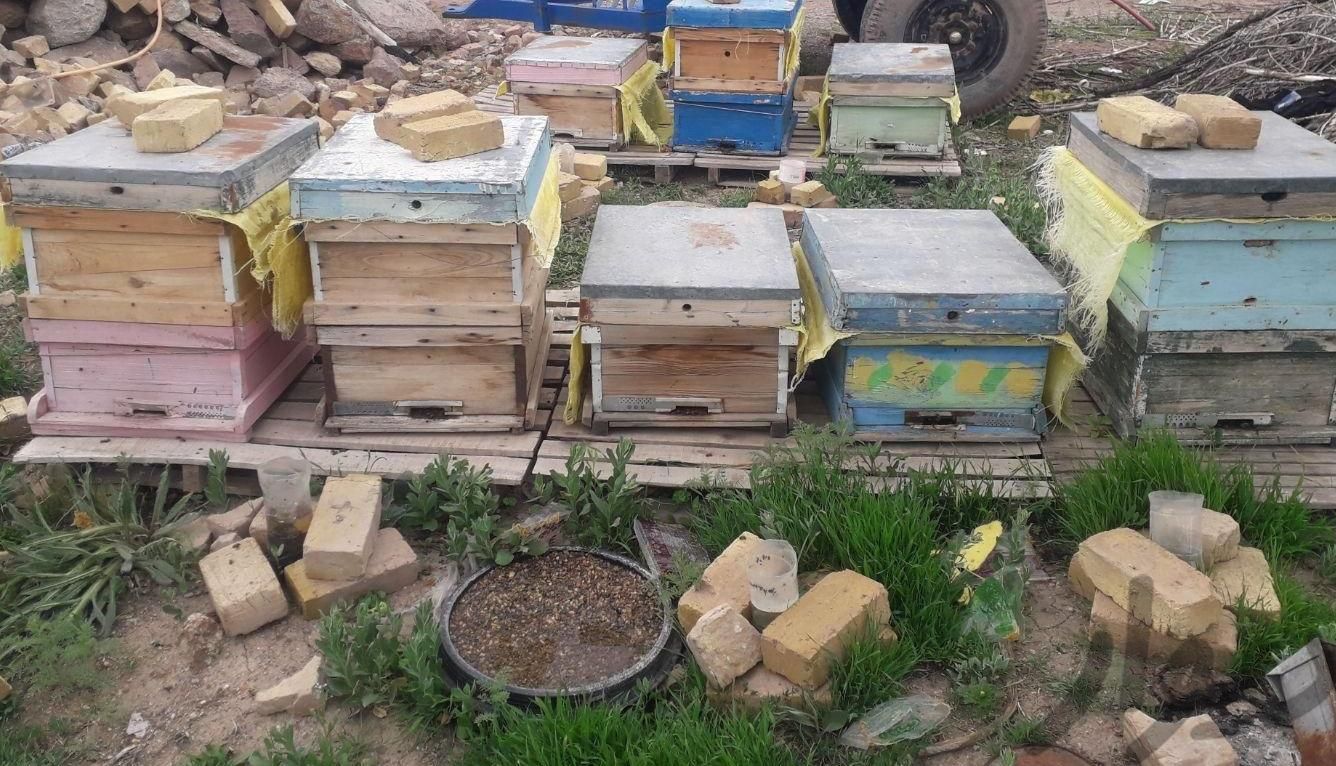 تعدادی کندو با زنبور به فروش می‌رسد|لوازم جانبی مربوط به حیوانات|تاکستان, |دیوار