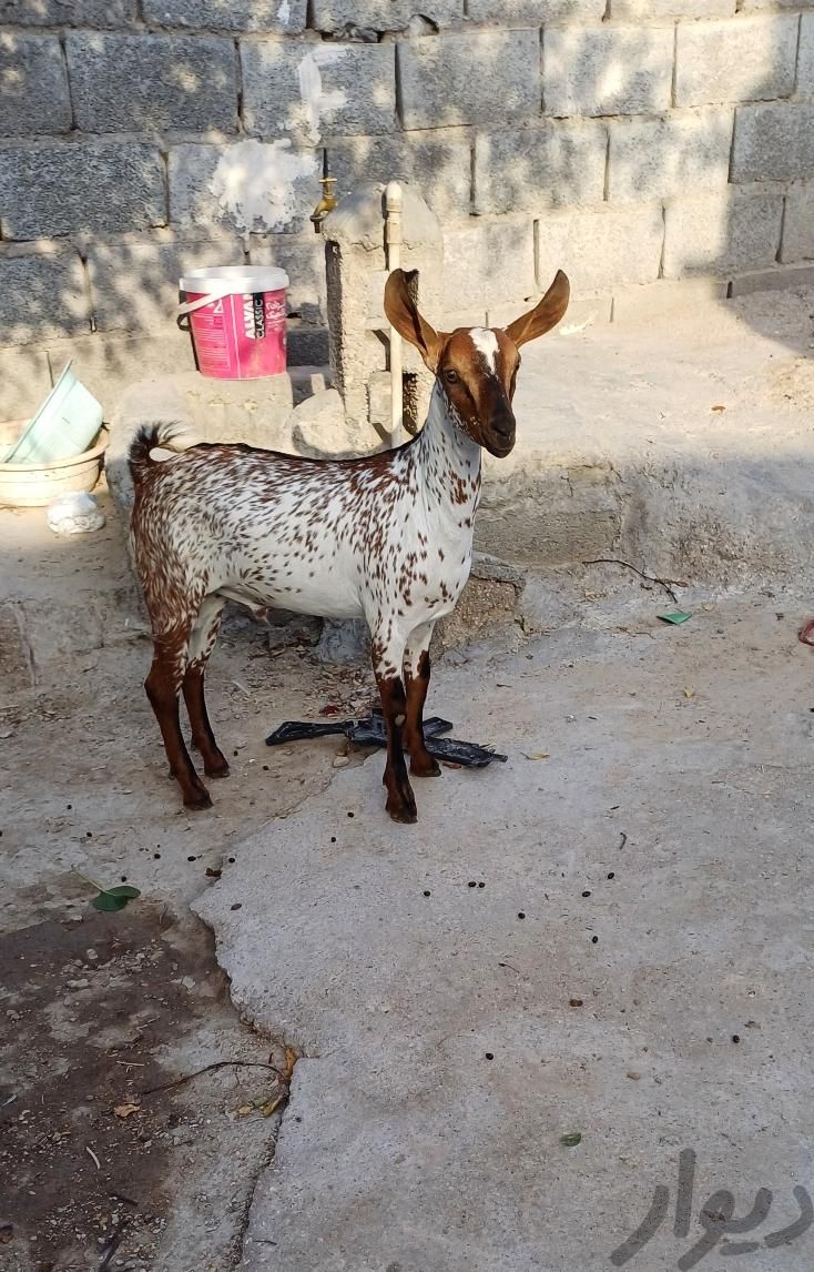 بز عمانی‌و میش|حیوانات مزرعه|قم, حرم|دیوار