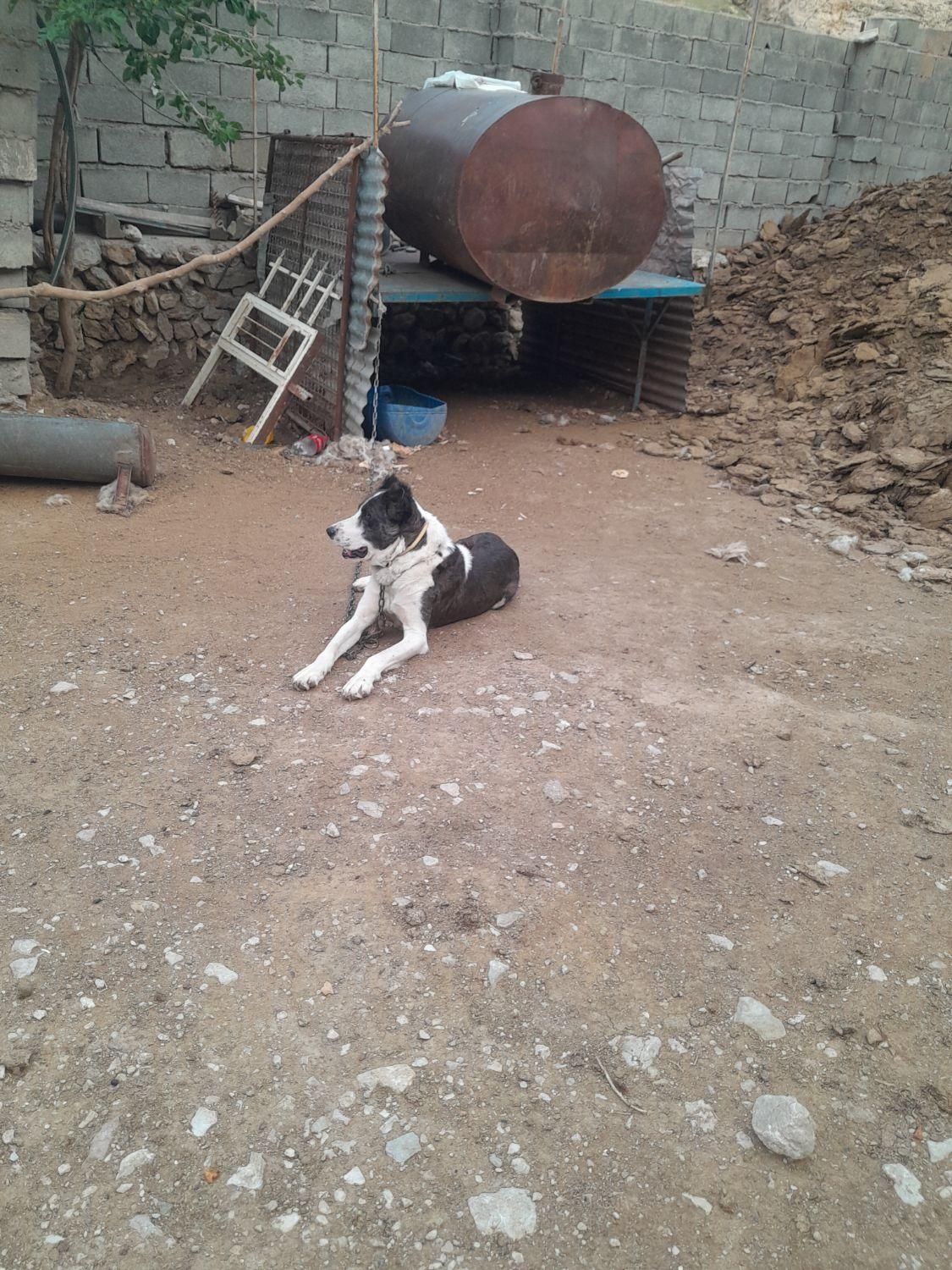 سگ گله و نگهبان|سگ|چناران, |دیوار