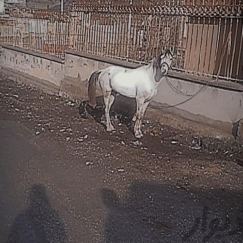 اسب یورقه|اسب و تجهیزات اسب سواری|طرقبه, |دیوار