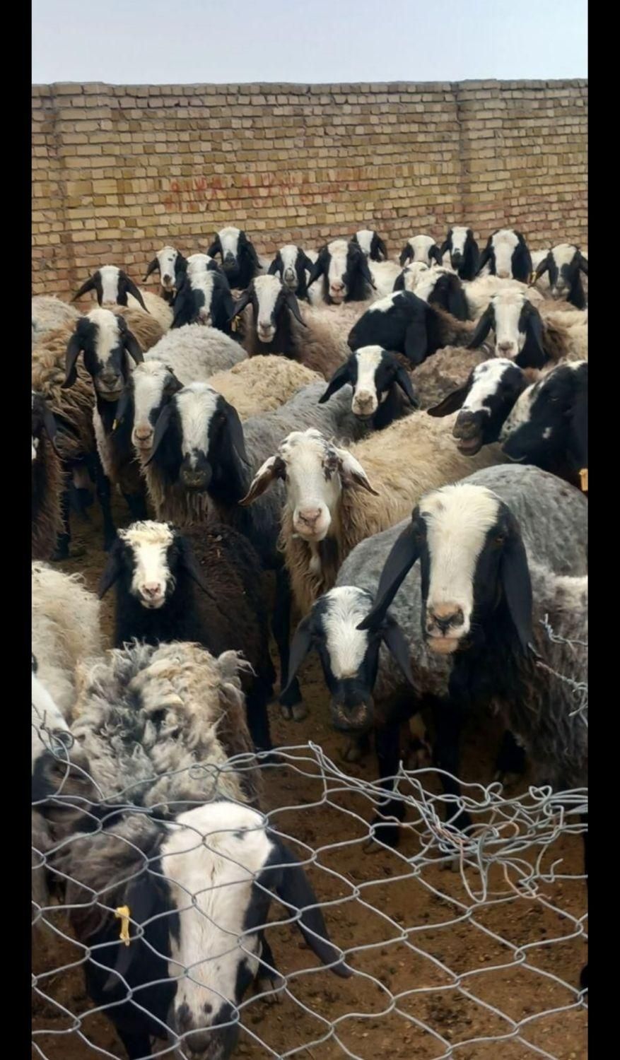 گوسفند زنده شال. مغان. افشاری.شهرری جاده گلحصار|حیوانات مزرعه|تهران, نازی‌آباد|دیوار