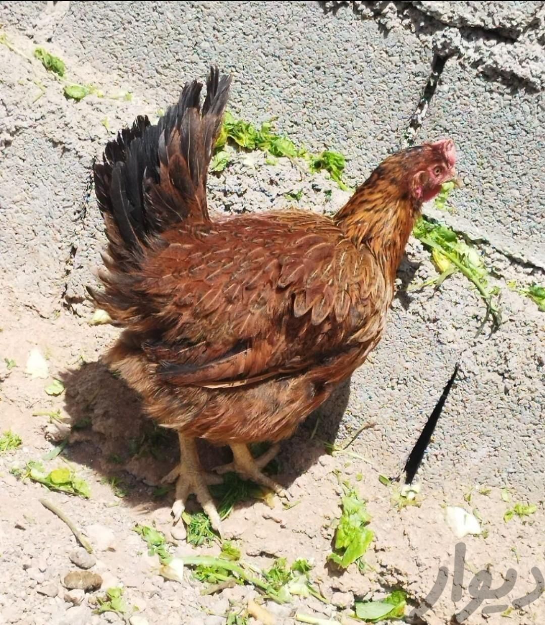 مرغ محلی تخم گذار|حیوانات مزرعه|رامسر, |دیوار