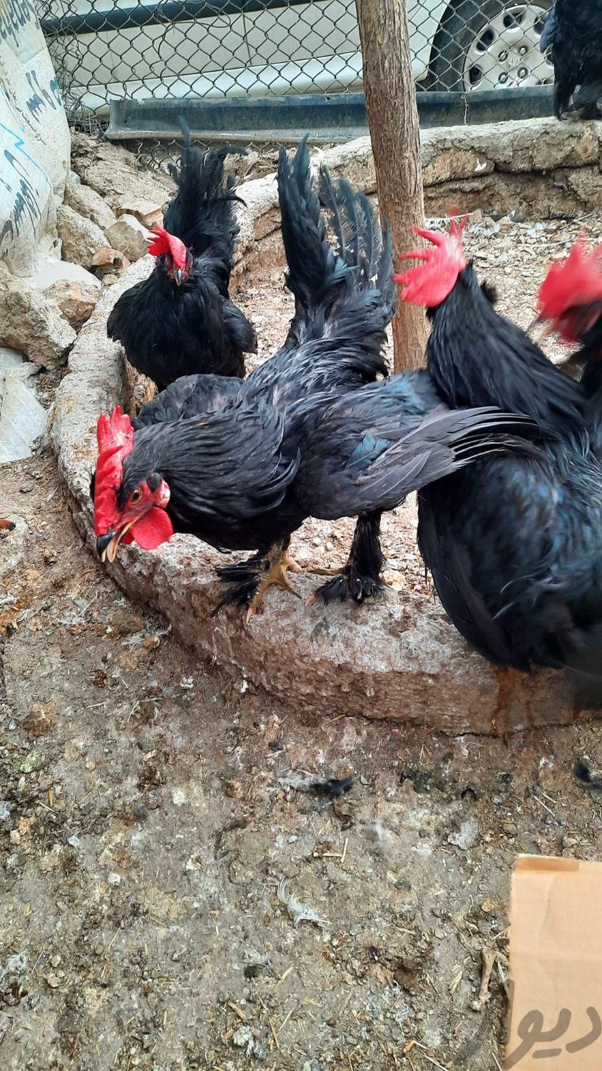 خروس قربانی مرغ قربانی زنده با ارسال|حیوانات مزرعه|تهران, پونک|دیوار