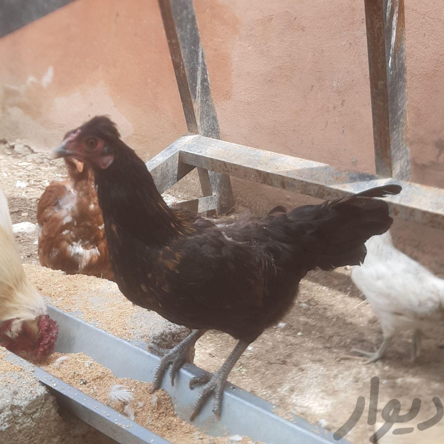 ست مرغ و خروس|حیوانات مزرعه|کرج, کلاک نو|دیوار