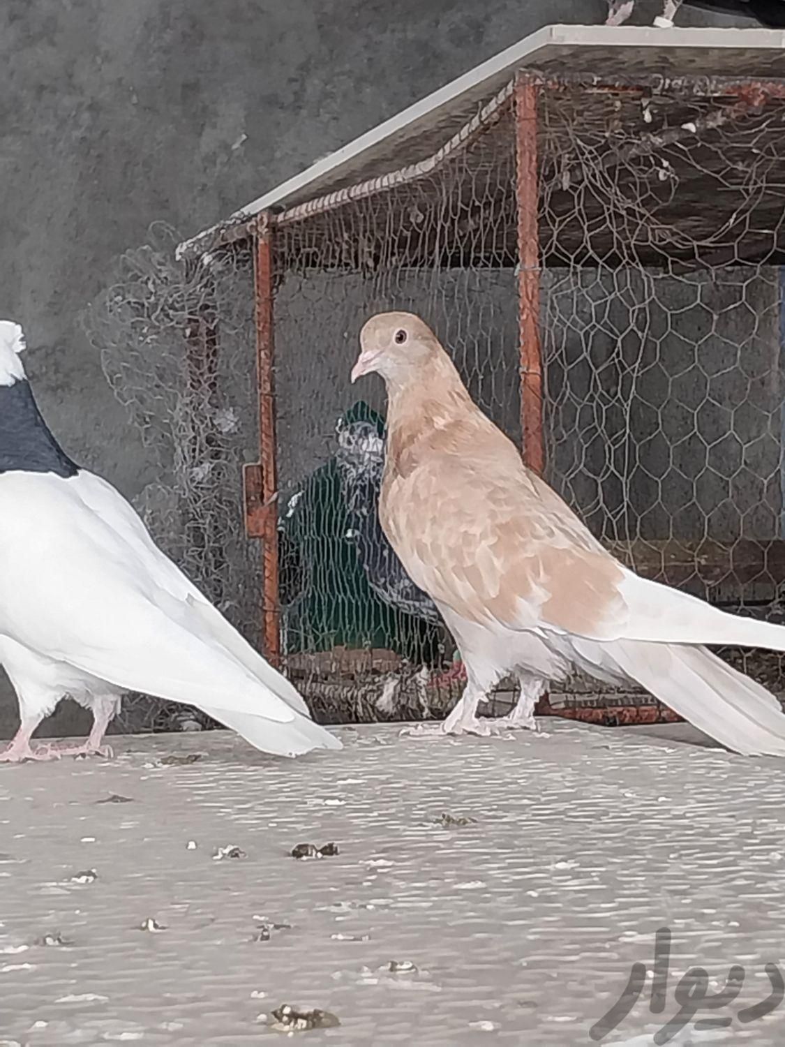 کبوتر پر یا اصفهانی|پرنده|نجف‌آباد, |دیوار