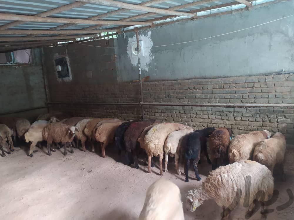 گوسفند زنده شمال جنوب غرب شرق شبانه روزی پرواری|حیوانات مزرعه|تهران, پونک|دیوار