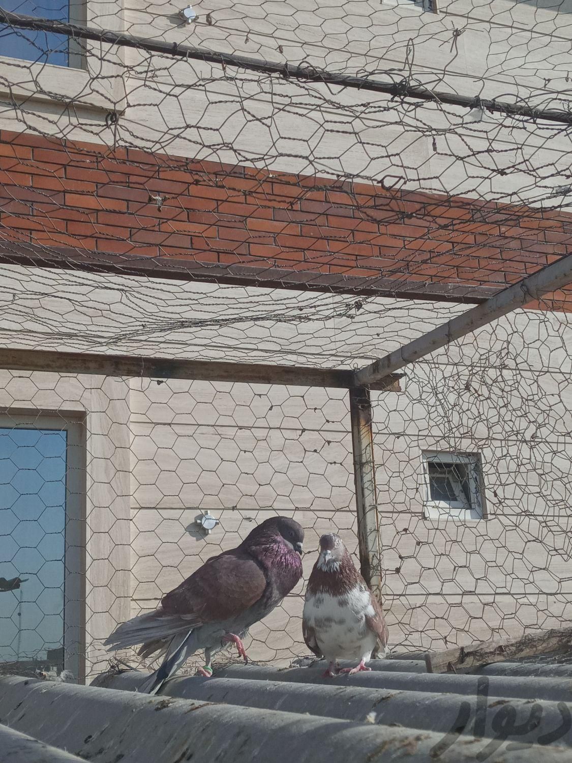کبوتر مایه|پرنده|تهران, امامزاده حسن(ع)|دیوار