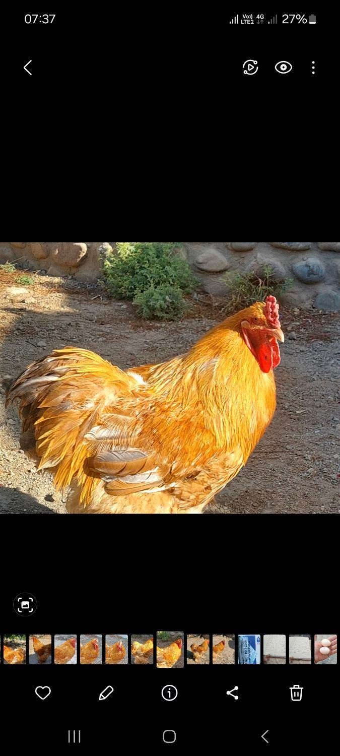 خروس اصیل برهما و مرغ و خروس پلیموت مینیاتوری|حیوانات مزرعه|تهران, ابن بابویه|دیوار
