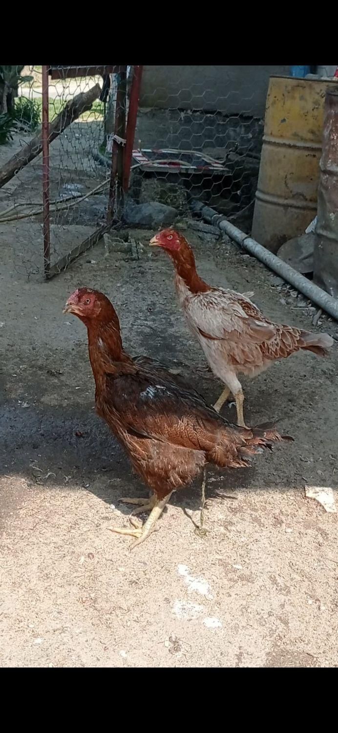 مرغ و خروس لاری|حیوانات مزرعه|رودسر, |دیوار