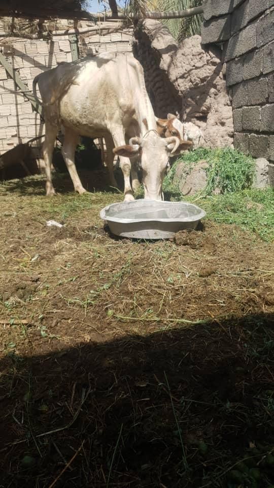 جلب و گاو گوساله شیری|حیوانات مزرعه|زاهدان, |دیوار