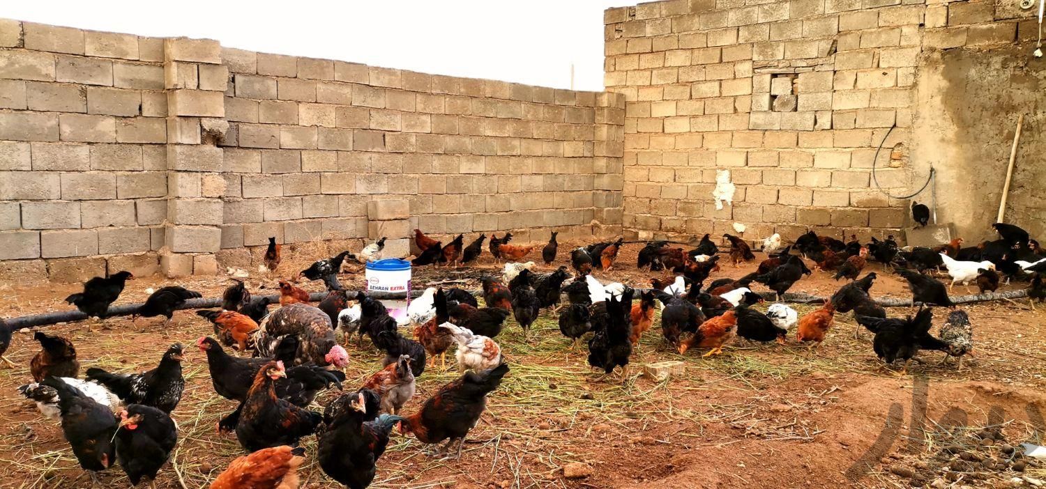 فروش جوجه مرغ و خروس چهار ماهه، سه ماهه و دو ماهه|حیوانات مزرعه|نی‌ریز, |دیوار