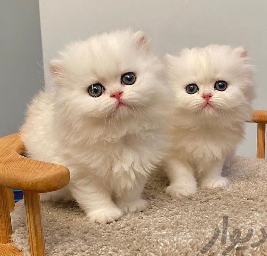 گربه های توپول موپولی پرشین سفید و نسکافه ای|گربه|تهران, فرحزاد|دیوار