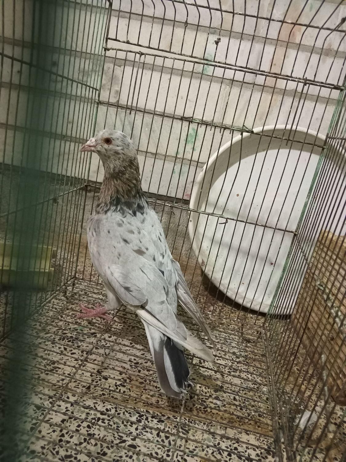 فروش کبوتر کوهی دورگ نرمست شهرستانی|پرنده|اهواز, کوروش (کوی ملت)|دیوار