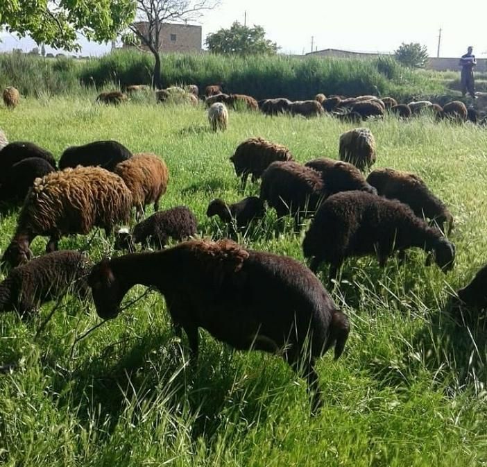 ارسال به تمام نقاط گوسفند اورگانیک جوان ۲۴س زنده|حیوانات مزرعه|تهران, فاطمی|دیوار