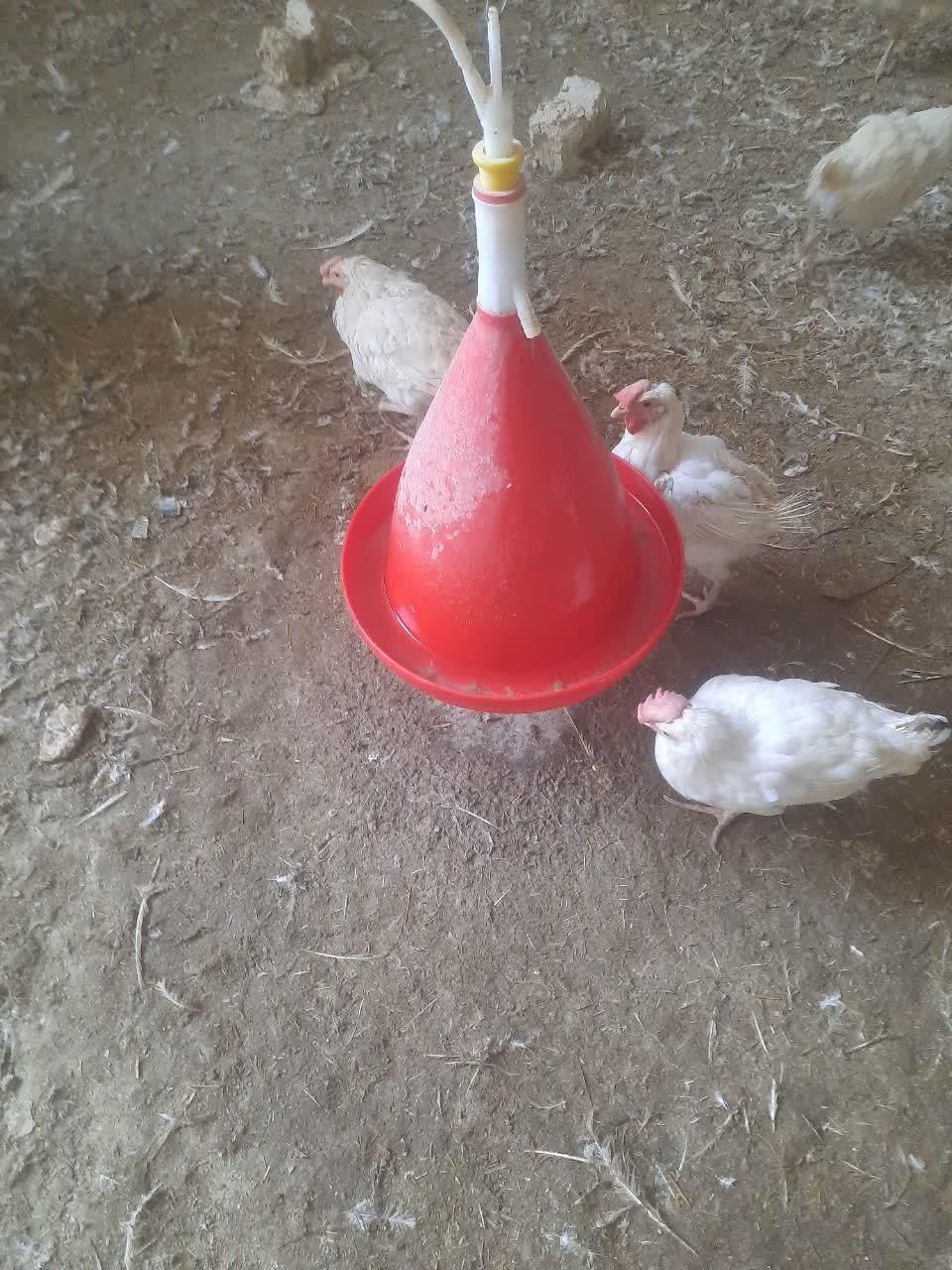 آبخوری و دانه خوری مرغ|لوازم جانبی حیوانات|تهران, کاروان|دیوار