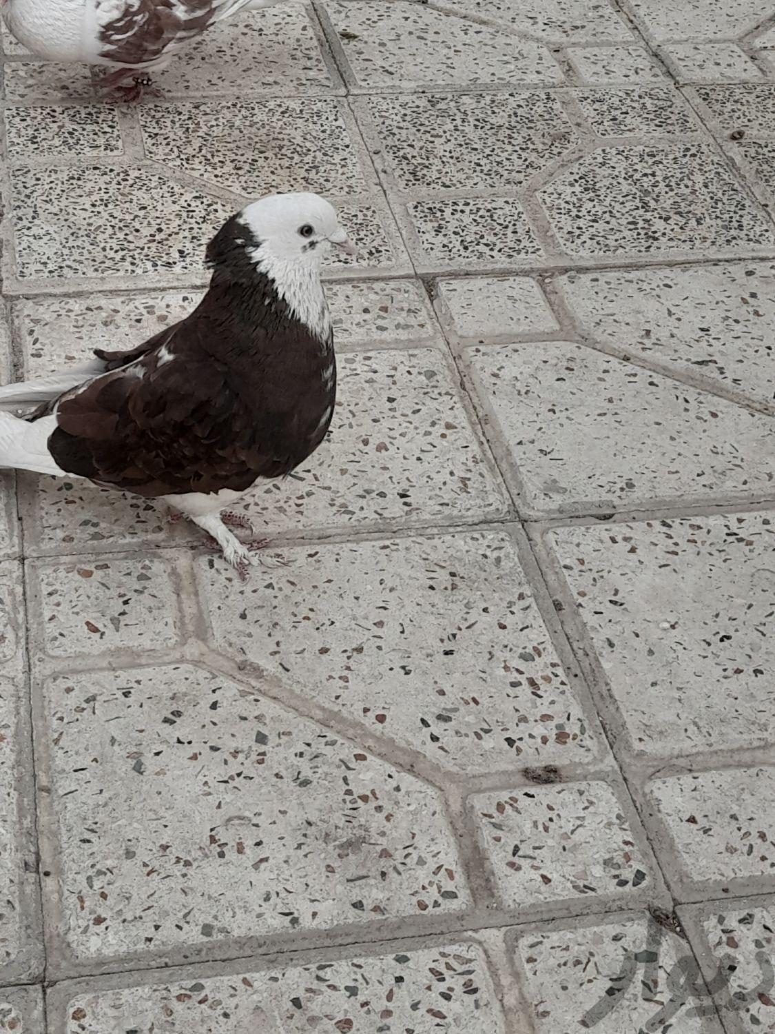 کبوتر نر سرور شازده|پرنده|اصفهان, راران|دیوار